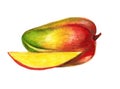 Mango juicy fruit hand-drawn illustration