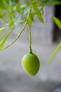 Some Mango growing on tree in areas district of Thakurgong, Bangladesh.