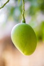 Some Mango growing on tree in areas district of Thakurgong, Bangladesh.