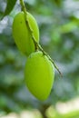 Some Mango growing on tree in areas district of Thakurgong, Bangladesh.