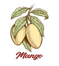 Mango label retro poster