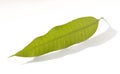 Mango leaf Royalty Free Stock Photo
