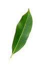 Mango leaf