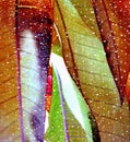 Mango leaf 