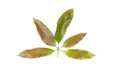 Mango leaf crest mild on white background