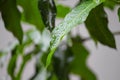 Mango leaf Green after the rain, water drop on mango leaf Royalty Free Stock Photo