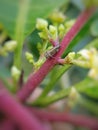 Mango leaf hopper in Viet Nam Royalty Free Stock Photo