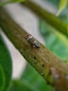 Mango leaf hopper in Viet Nam Royalty Free Stock Photo