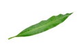 Mango leaf Royalty Free Stock Photo