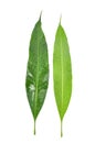 Mango leaf