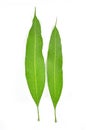 Mango leaf Royalty Free Stock Photo