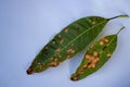 Mango leaf isolated on white background Royalty Free Stock Photo