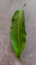 A mango leaf lying on the cement floor