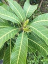 Mango leaf in nature garden Royalty Free Stock Photo