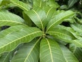 Mango leaf in nature garden Royalty Free Stock Photo