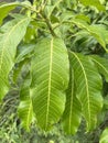 Mango leaf in nature garden Royalty Free Stock Photo