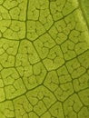 Mango leaf super macro shot Royalty Free Stock Photo