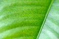 Mango leaf texture in close up photos, macro photos, focus selection, can be used as background and wallpaper