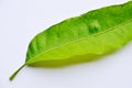 Mango leaf texture on white background Royalty Free Stock Photo