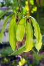 Mango leaf on the tree Royalty Free Stock Photo