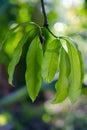 Mango leaf on the tree Royalty Free Stock Photo