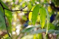 Mango leaf on the tree with bokeh background Royalty Free Stock Photo