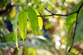 Mango leaf on the tree with bokeh background Royalty Free Stock Photo