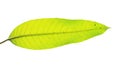 Mango leaf with water dew drop on white Royalty Free Stock Photo