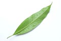 One Mango leaf with water drop isolate on white background, Fresh green mango leaves Royalty Free Stock Photo