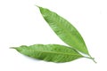 Two Mango leaf with water drop isolate on white background, Fresh green mango leaves Royalty Free Stock Photo