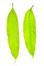 Mango leaf Royalty Free Stock Photo