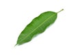 Mango leaf