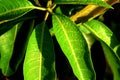 Mango leave young. tender. wall paper greeny. waterdrops