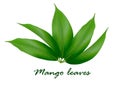 Mango leaves background for banner, celebration, holiday, packaging, poster. Vector.