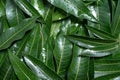 Mango leaves background, beautiful fresh green group with clear leaf vein texture detail, copy space, top view, close up, macro. Royalty Free Stock Photo