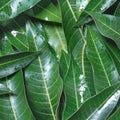 Mango leaves background, beautiful fresh green group with clear leaf vein texture detail, copy space, top view, close up, macro. Royalty Free Stock Photo