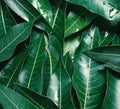 Mango leaves background, beautiful fresh green group with clear leaf vein texture detail, copy space, top view, close up, macro.