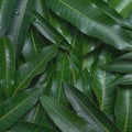 Mango leaves background, beautiful fresh green group with clear leaf vein texture detail, copy space, top view, close up, macro. Royalty Free Stock Photo