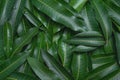 Mango leaves background, beautiful fresh green group with clear leaf vein texture detail, copy space, top view, close up, macro. Royalty Free Stock Photo