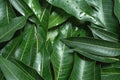 Mango leaves background, beautiful fresh green group with clear leaf vein texture detail, copy space, top view, close up, macro. Royalty Free Stock Photo