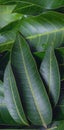 Mango leaves background, beautiful fresh green group with clear leaf vein texture detail, copy space, top view, close up, macro.