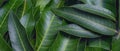 Mango leaves background, beautiful fresh green group with clear leaf vein texture detail, copy space, top view, close up, macro. Royalty Free Stock Photo