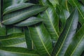 Mango leaves background, beautiful fresh green group with clear leaf vein texture detail, copy space, top view, close up, macro.