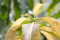 Mango leaves are bitten by mango weevils