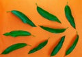 Mango leaves on colorful orange paper background Royalty Free Stock Photo