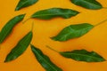 Mango leaves on colorful paper background,concept summer background and product design Royalty Free Stock Photo