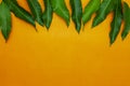 Mango leaves on colorful paper background,concept summer background and product design Royalty Free Stock Photo