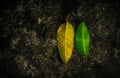 Mango leaves that fall due to seasonal changes Royalty Free Stock Photo