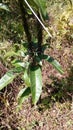 MANGO LEAVES IN MY GARDEN