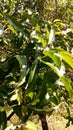 MANGO TREE IN MY GARDEN